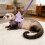Ferret Leash Vest Chest and Back Harness for Small Pets 2