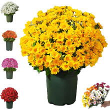Chrysanthèmes artificiels Funsdecor coucher de soleil, marguerites d'automne d'extérieur avec