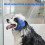 Waterproof Pet Ear Covers Protective Earmuffs For Breeds-M 6