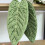 Serviette à main en polaire douce en forme de feuille tropicale, 6
