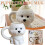 Κεραμική κούπα Bichon Frise, 350ml, κατάλληλη για φούρνο μικροκυμάτων και πλυντήριο 5
