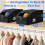 Pack of 2 Cap Organizers Boxes Foldable Featuring Easy-milky 7