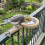MultiUse Bird Feeding Bowl Food Cup For Parakeets-2 pieces 6