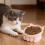 Tigela elevada para gatos com base antiderrapante rosa 4