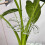 Plastic Plant Ties Clips Perfect For Securing Substrates And-25 5