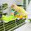 MultiFunctional Parrots Gym Stand Perch Toy with Chewable-Blue 7
