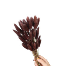 60Pcs Natural Dry Hare Tails Pampasgrass Dried Flower-coffee