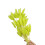 60Pcs Natural Dry Hare Tails 23.6Inch Height-Fruit green 1