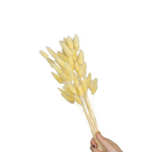 60Pcs Dried Hare Tails Grass 23.6Inch Dried-champagne