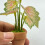 Realistic Greenery Plant Miniature Houseplants Desk-1 6