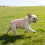 Fashion Comfortable Adjustable Dog Diaper Harness-M 1 5