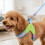 Soft Meshes Dog Harnesses Leashes Breathable-Emerald green S 6
