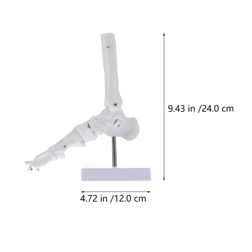 Articulation PVC Pour Cours D'anatomie 1