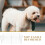 1Ensemble Pour Animal Fer Respirante Ajustable Robuste 7