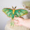 Vitrail suspendu, panneau de verre coloré,-Papillon 5