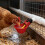 24 Count Chicken Waterer Bowls With Connection Parts And Binding 2