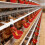 24 Count Chicken Waterer Bowls With Connection Parts And Binding 4