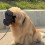 Sunproof Dog Protective Eyewears with Soft Edges Adjustable 7