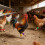 100 Count Visible Plastic Poultry Leg Markers Multicolored For 4
