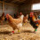 100 Count Visible Plastic Poultry Leg Markers Multicolored For 5