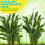 3 Sets Peony Support Cage, Grow Through Hoops Grids with 4pcs Legs,Plant Support Brace,Flower Strong Support Ring 7