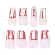 8Pcs Resin Root Canal Model Assorted Color for Student Practice
