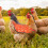 Tablier de selle de poulet imperméable pour-Poulet arc-en-ciel 4