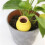 4 Pack Ceramic Automatic Plant Dripper Self-Watering Device for Home Balcony and Garden Multiple Colors 6