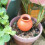 4 Pack Ceramic Automatic Plant Dripper Self-Watering Device for Home Balcony and Garden Multiple Colors 8