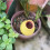 4 Pack Ceramic Automatic Plant Dripper Self-Watering Device for Home Balcony and Garden Multiple Colors 10