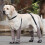 Chaussons de pluie pour chien, protecteurs de pattes,-ML 5
