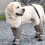 Chaussons de pluie pour chien, protecteurs de pattes,-ML 7