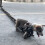 MultiPurpose Pet Leash 5ft Long Looks Strong and Heavy-Black 2