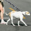 MultiPurpose Pet Leash 5ft Long Looks Strong and Heavy-Black 6