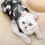 Combinaison de récupération pour chat, taille S, camouflage, modal 5