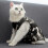 Combinaison de récupération pour chat, taille S, camouflage, modal 9