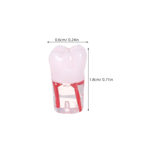 8Pcs Resin Root Canal Model Assorted Color for Student Practice 1