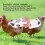 6 pezzi Hen Apron Saddle, Traspirante, 23x27 cm 13