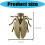 Oxidation Resistant Brasses Cicada Sculpture Solid Home 3