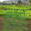48 Inch A Frame Versatile Garden Trellis Heavy Duty with Net 6