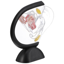 5Pièces Utérus Transparent PVC Structure Médicale Enseignement