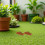 6Pièces Mini Pot Succulentes Artificielles Réalistes Décor 6