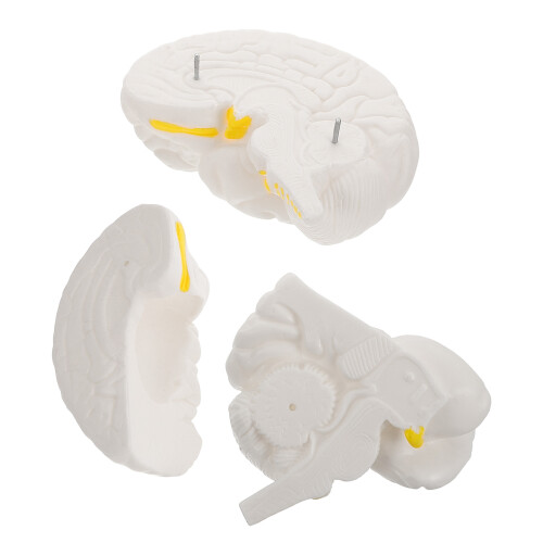 3Pcs White Plastic Brain Model PVC Human Anatomy Display for Education 1