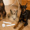 30Pièces Kit Support Oreilles Chiot Mousse Durable 6