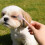 3Pièces Visage Animaux Poils Longs ABS Ergonomique 5