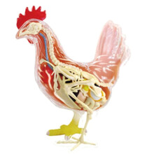 Red and White Chicken 4D Master Puzzle Assembling Toy Animal Biology Organ Anatomical Teaching Model Anatomy