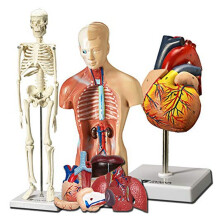ModèLe de CœUr, de Torse et de Squelette Humain - Outil D'Apprentissage Pratique Du ModèLe 3D pour les éTudiants en Anatomie et Physiologie
