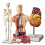 Human Heart, Torso and Skeleton Model - Hands- 3D Model Learning Tool for Anatomy and Physiology Students 1