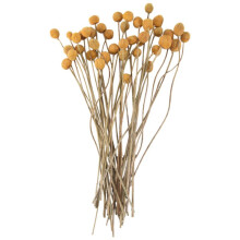 40Pcs Dried Craspedia Flowers Dried Billy Button Balls Flowers,Dried Flower Bouquet for Arrangements Wedding Home Decor