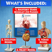 ModèLe de CœUr, de Torse et de Squelette Humain - Outil D'Apprentissage Pratique Du ModèLe 3D pour les éTudiants en Anatomie et Physiologie